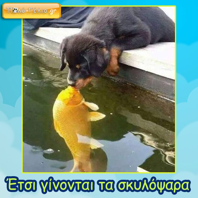 eikona-skylopsara.jpg