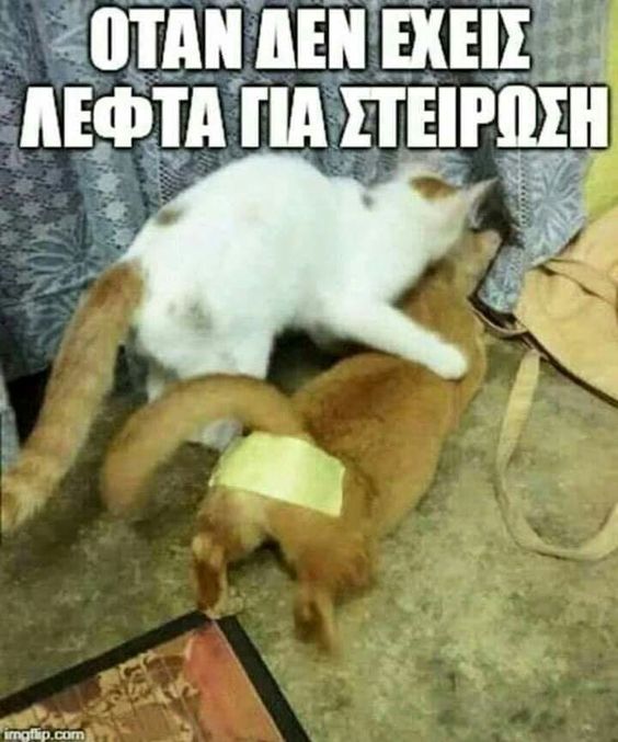 cat.jpg