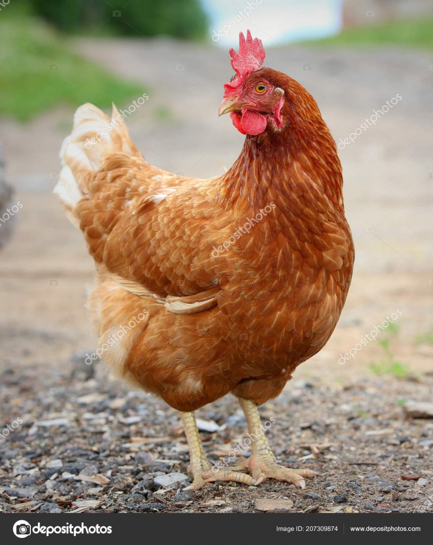 depositphotos_207309874-stock-photo-brown-hen-looking-for-food.jpg