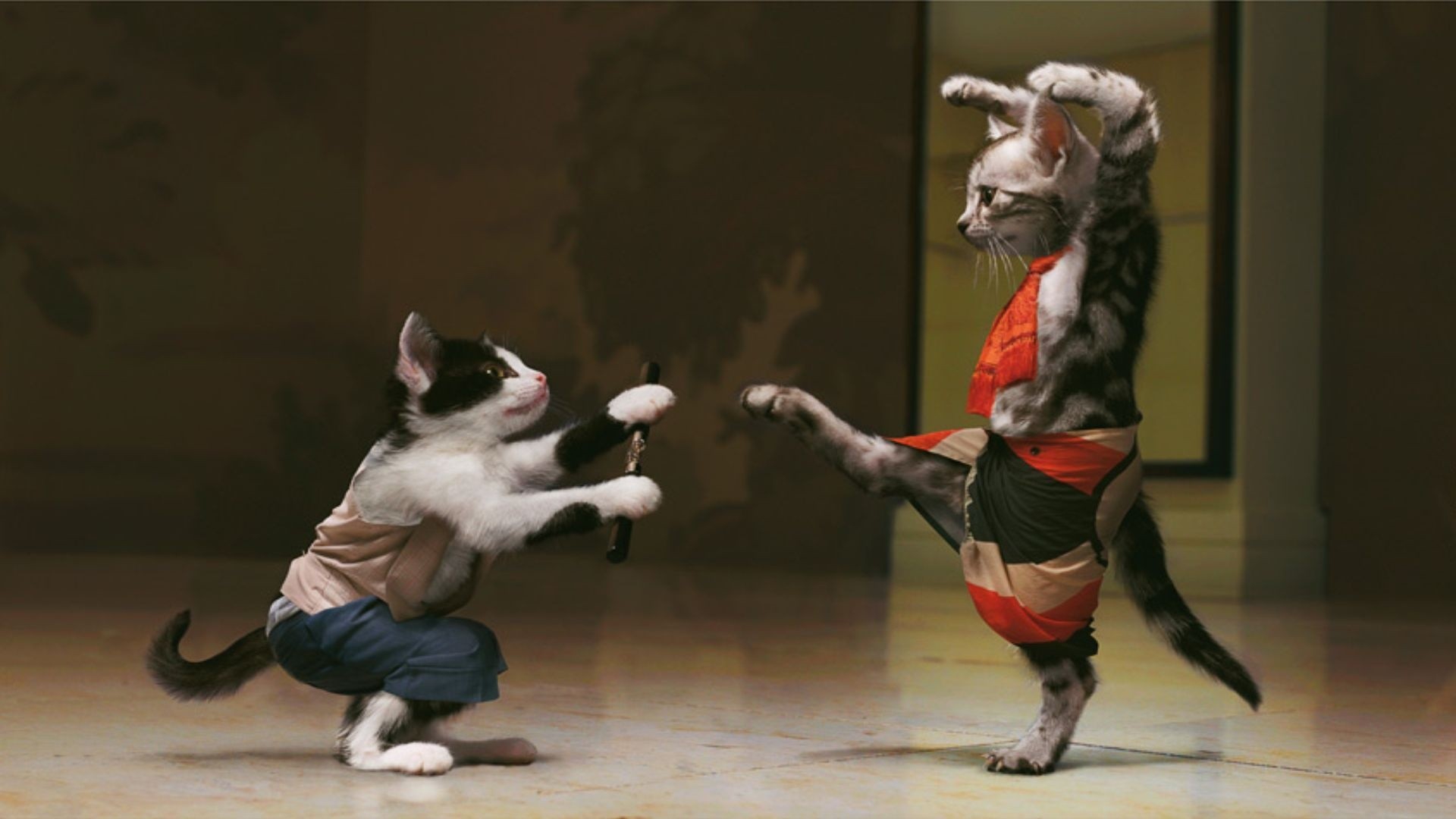 cats mimi kung fu 1920x1080 wallpaper_www.wallpaperhi.com_34.jpg