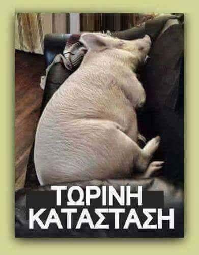 pig.jpg