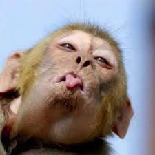monkey.jpeg