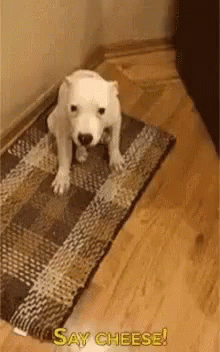 tenor (3).gif