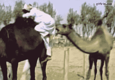 giphy (7).gif