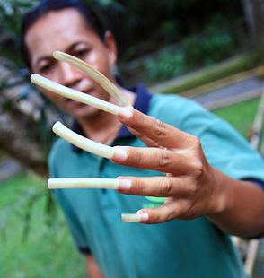 LONG NAILS CHARLIE.jpg