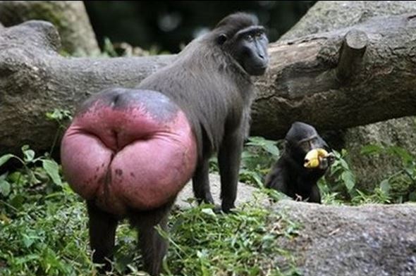 monkey.jpg