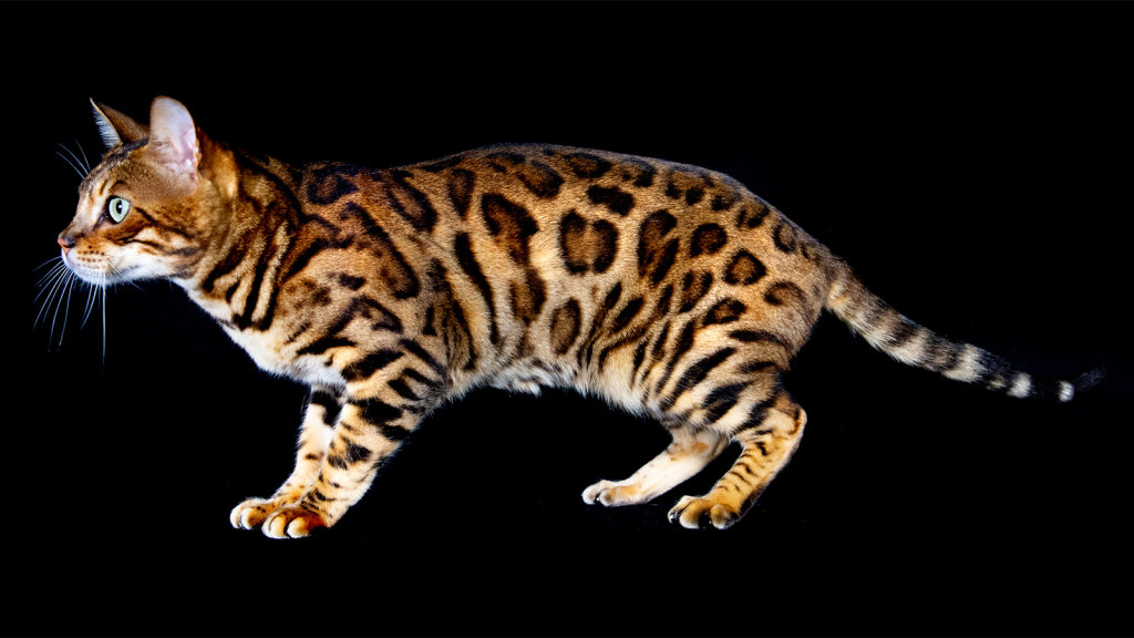 bengal-cat-1.jpg