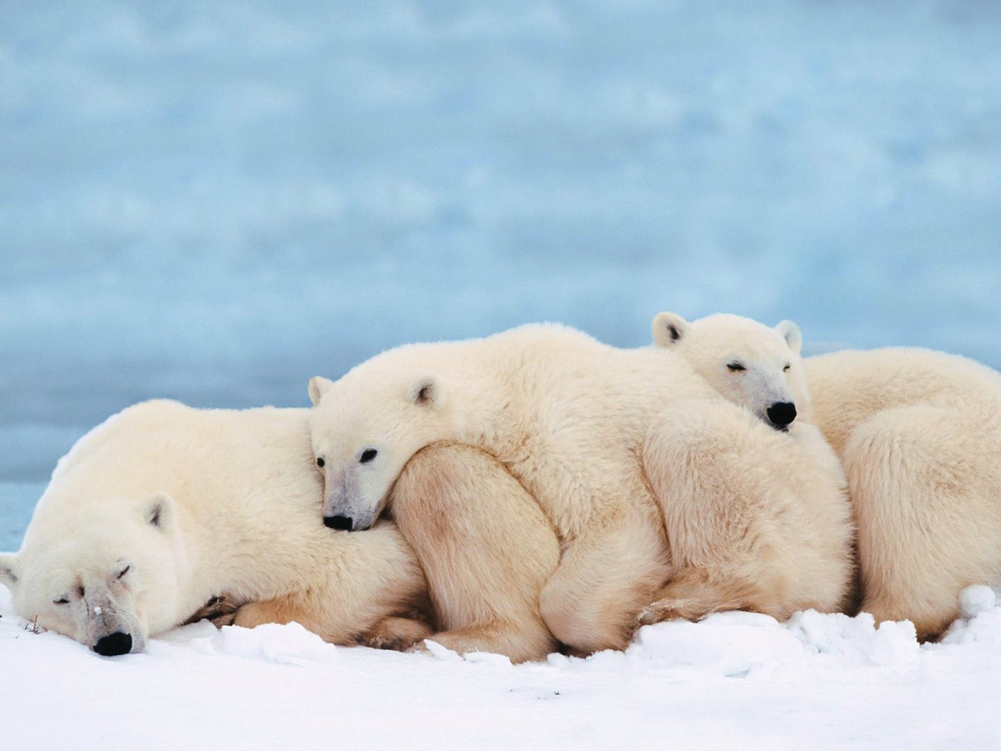 Great_Polar_Bears.jpg