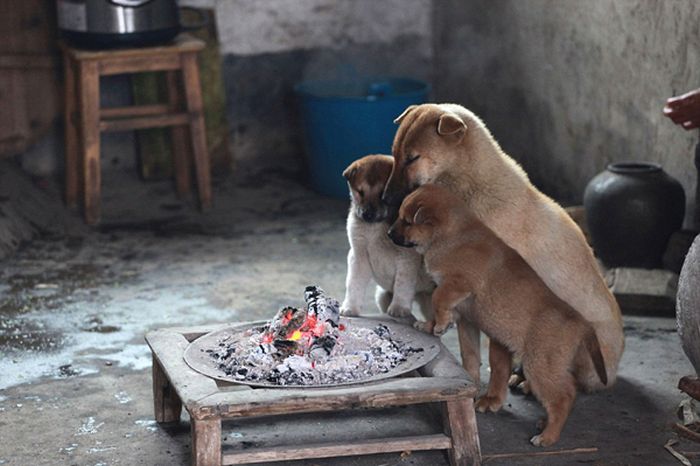 puppies_around_fire_01.jpg