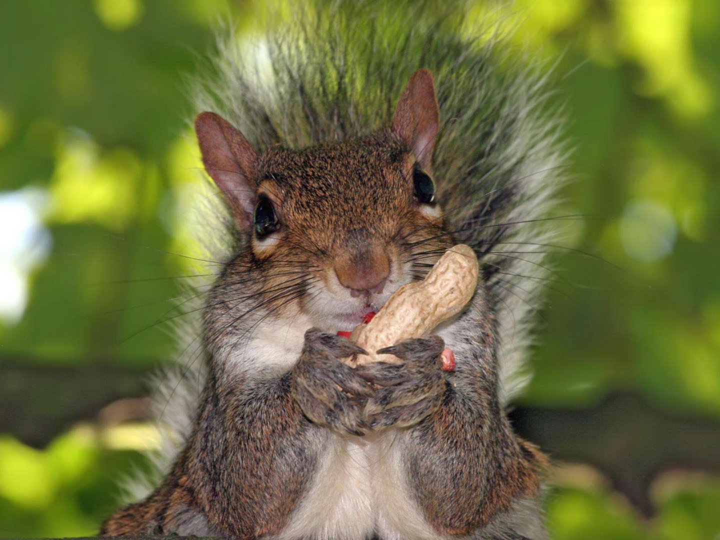 Squirrel_Peanut.jpg