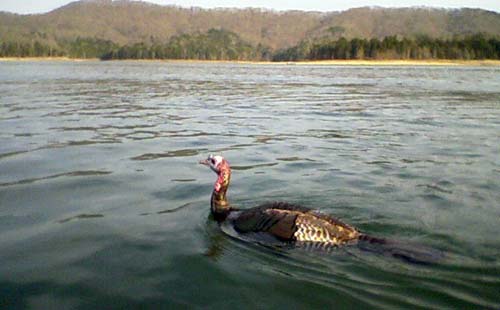 turkey_swimming.jpg
