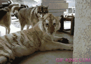 giphy (3).gif