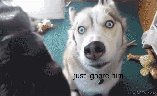 gif-of-two-huskies-with-one-of-them-acting-silly.gif