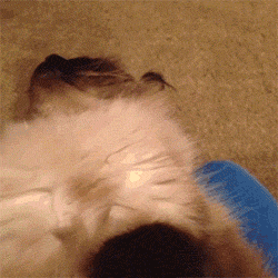 of-a-cat-getting-woken-up-juxtaposed-to-the-concept-of-waking-up-and-not-knowing-what-time-it-is.gif