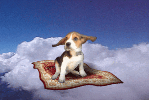 giphy (4).gif