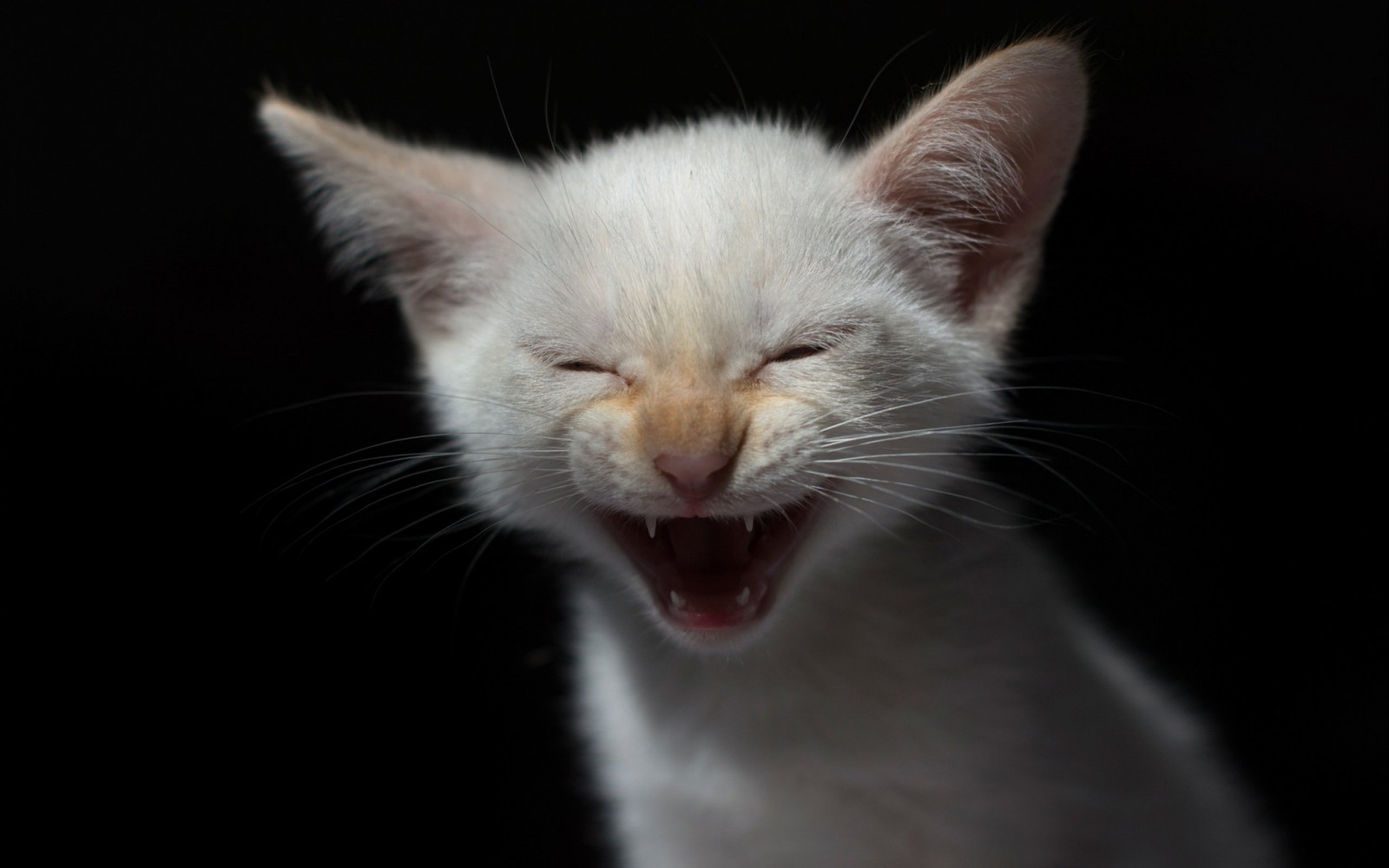 2560x1600_px_baby_cat_cats_cute_Kitten_kittens-1912829.jpg