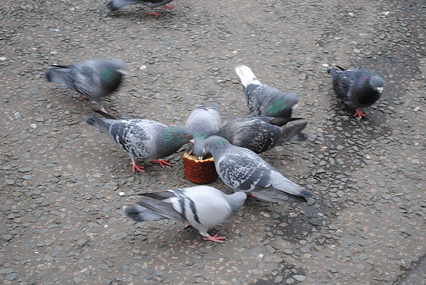 pigeons-feeding.gif