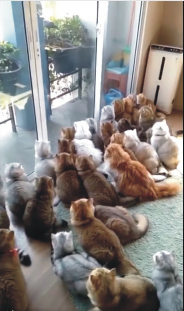 cats.JPG