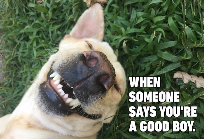 03-Hilarious-Dog-Memes.jpg