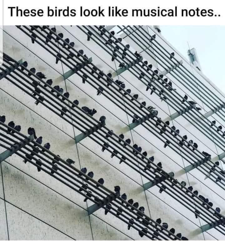 musicbirds.jpg