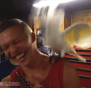 23297.gif