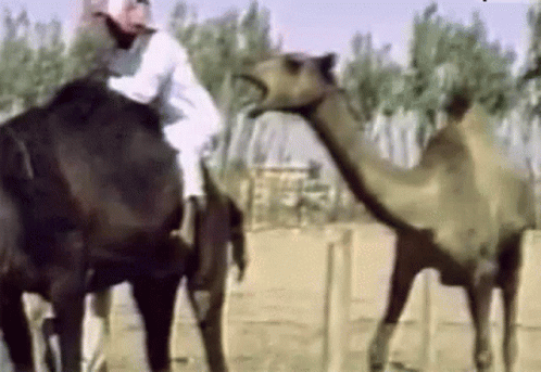 hump-camel.gif