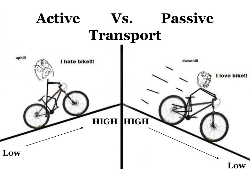Active+Vs.+Passive+Transport-2.jpg