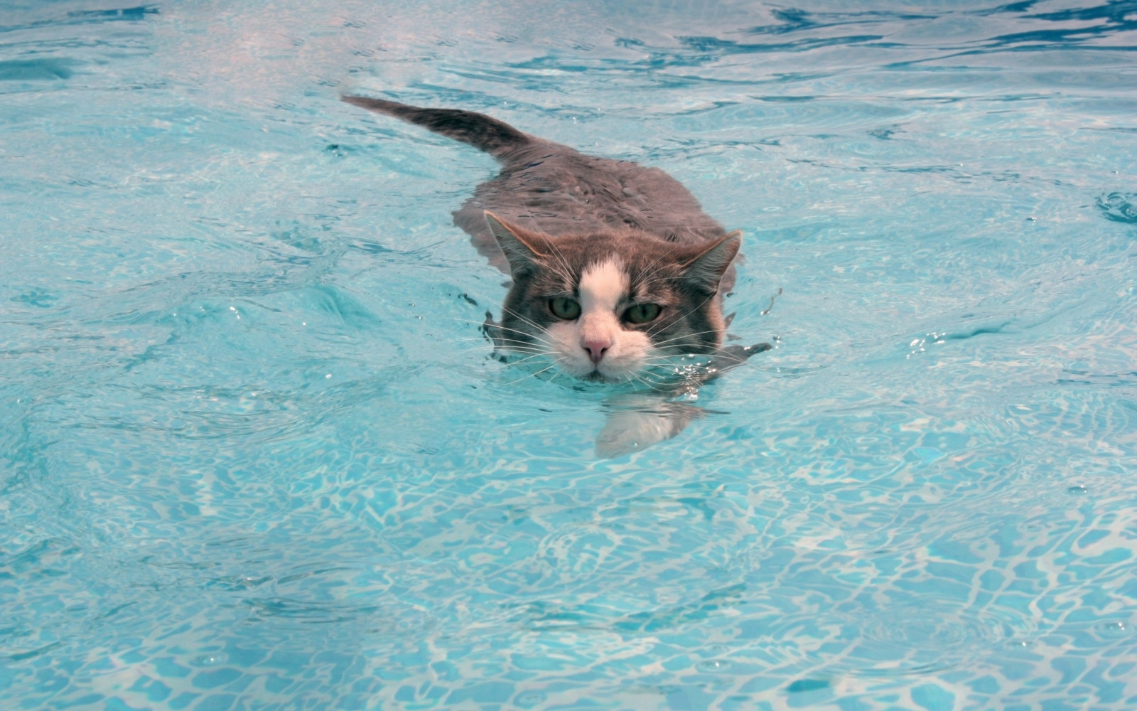 2560x1600_px_cat_Swimmer-1916761.jpg