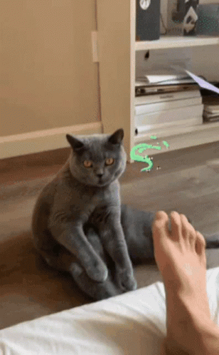 cat-kitty.gif