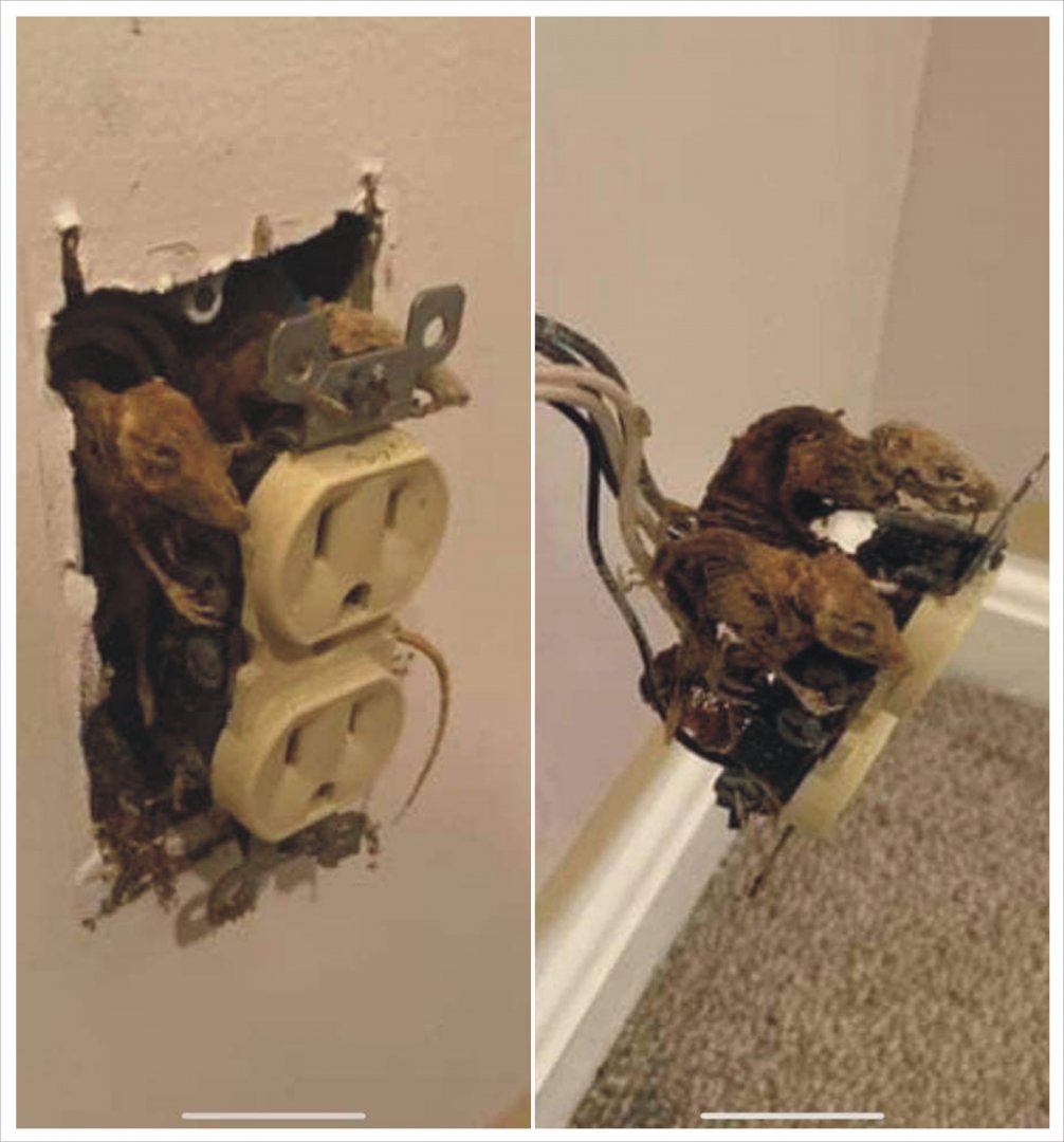 rats.jpg