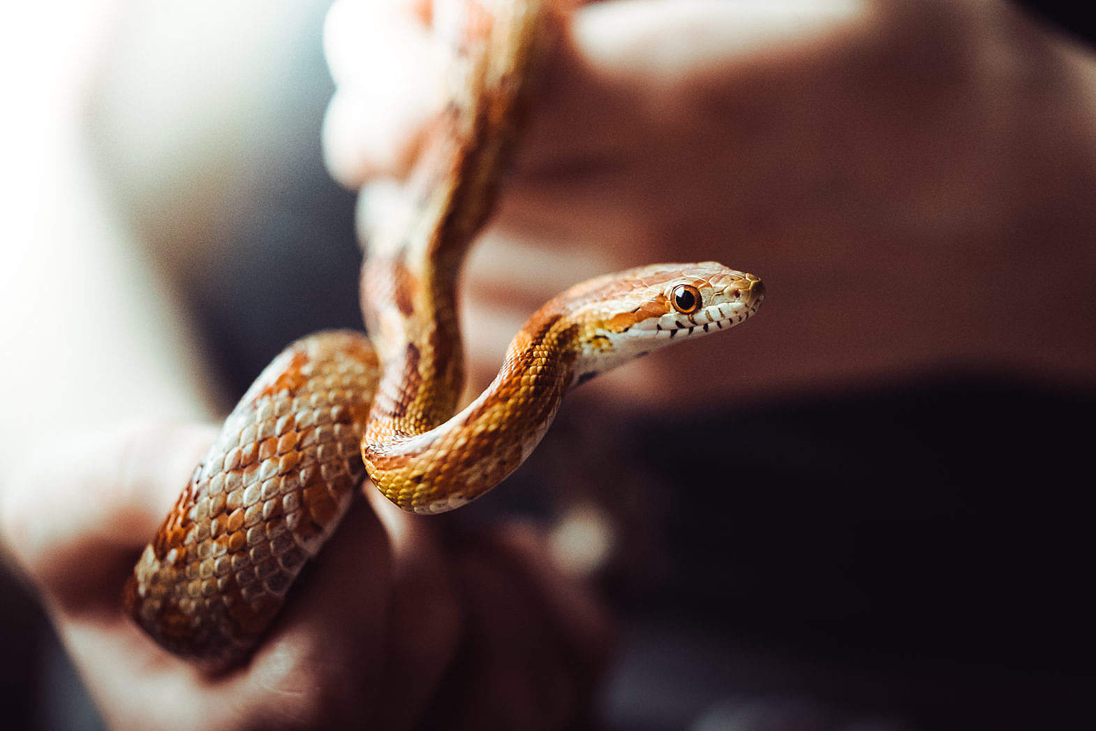 corn-snake-close-up-1570x1047.jpgrg.jpg