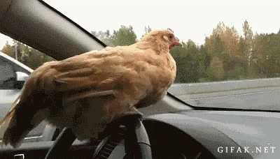 chickens-funny.gif