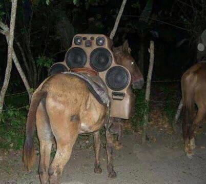 donkey-animals-horse-fun-6479060.jpeg