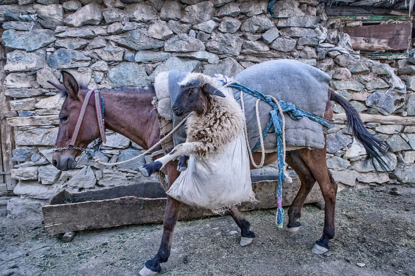 mindfuck-donkey-animals-sheep-6988768.jpeg