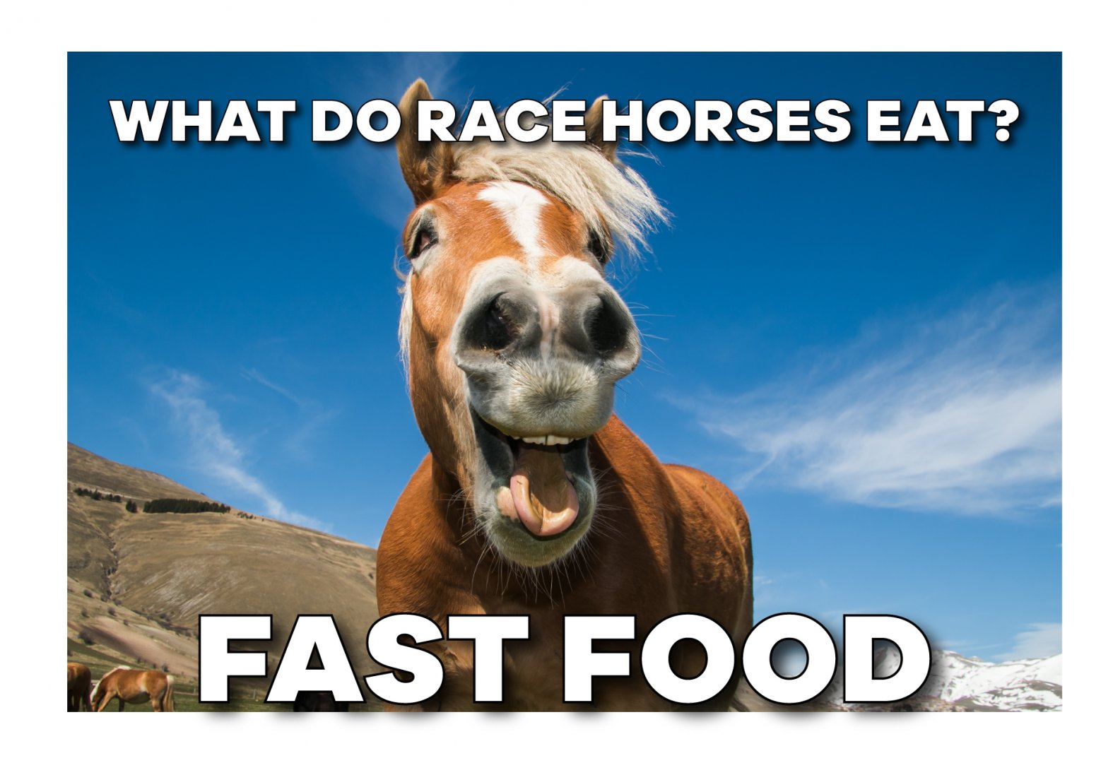 Horse-Meme-4.jpg