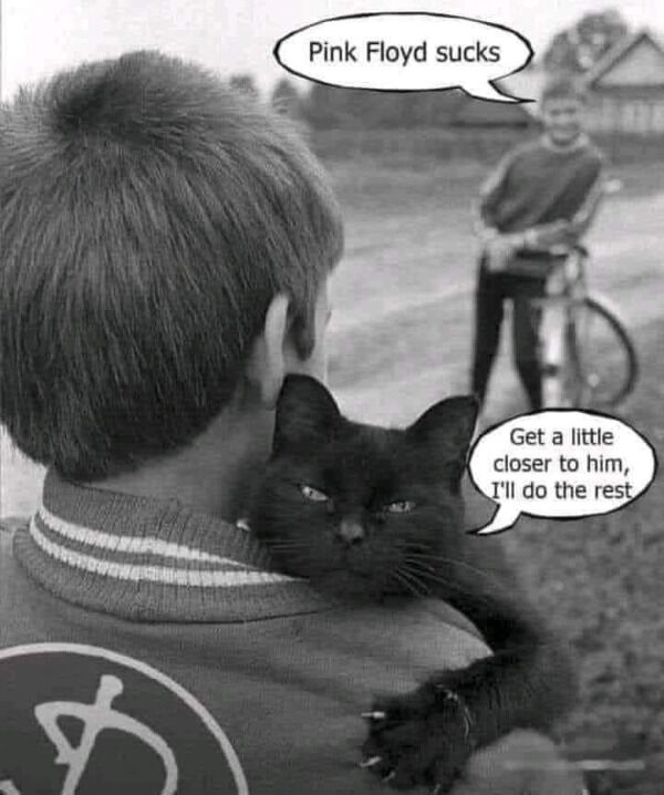 cats !.jpeg