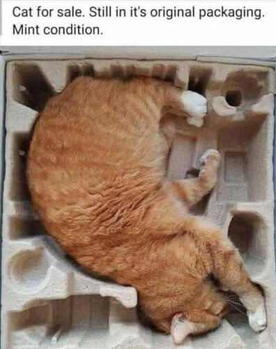 catforsale.jpg
