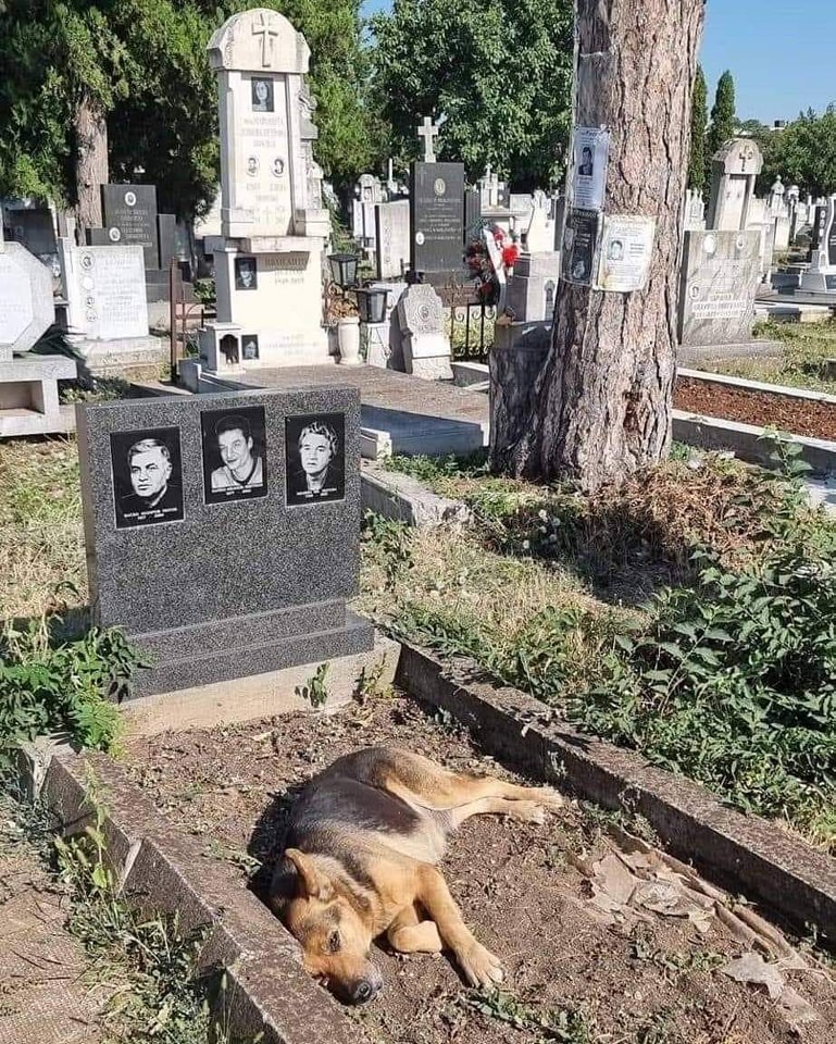 grave &dog.jpg