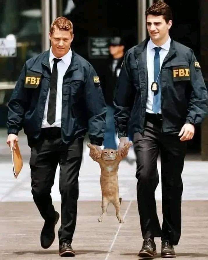 fbi cat.jpg