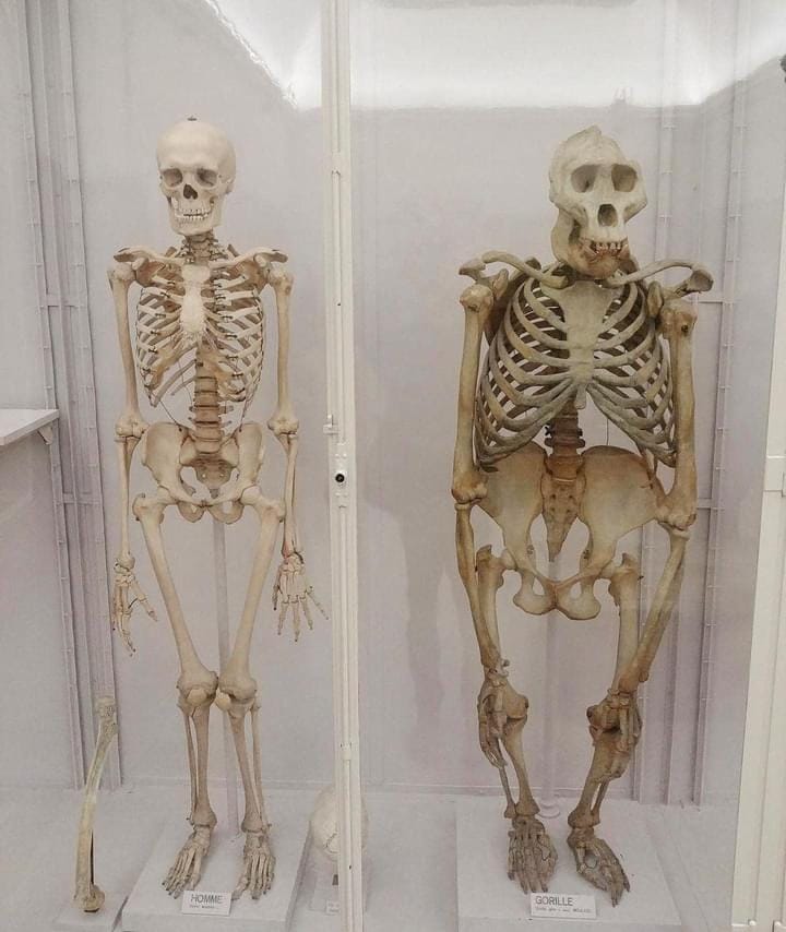 skeletons.jpg