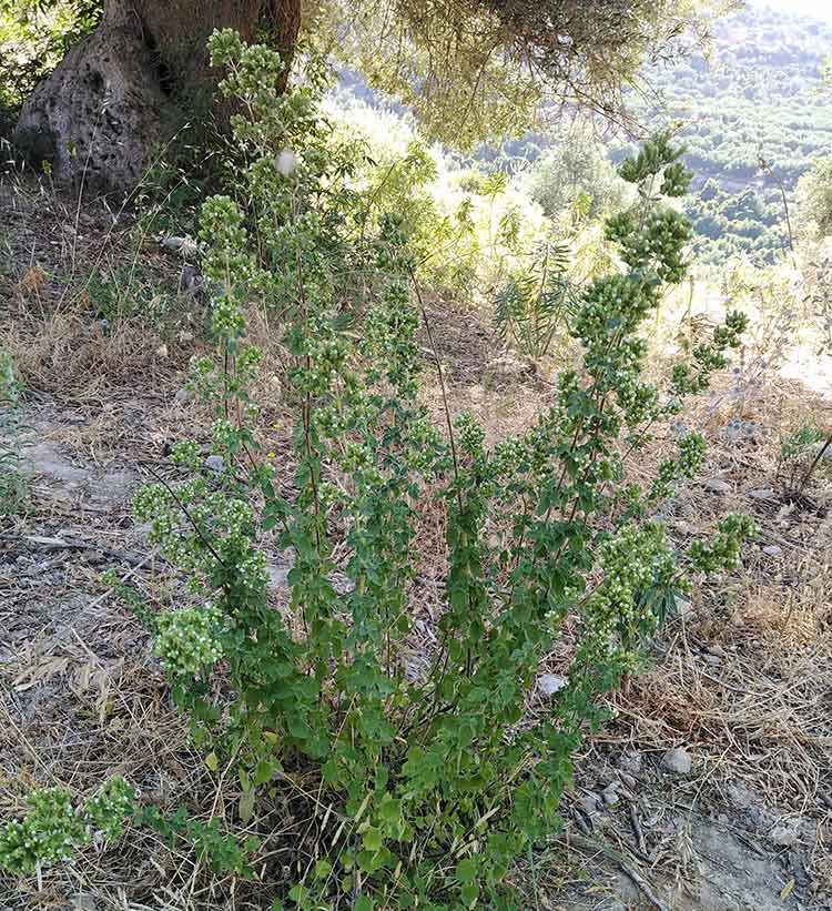rigani-bg.jpg