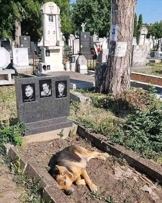 dog on grave.jpg