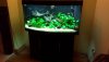 anubias.jpg anubias.jpg