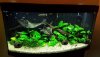 anubias2.jpg anubias2.jpg
