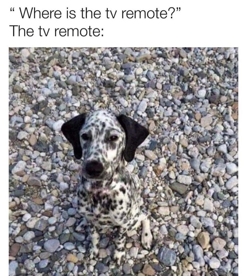 dog-where-is-tv-remote-tv-remote.jpg
