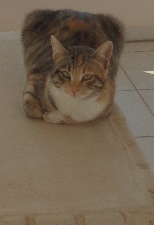 cat burglar.JPG