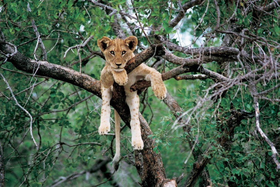 lion-cub-tree-south-luangwa-zambia.jpg