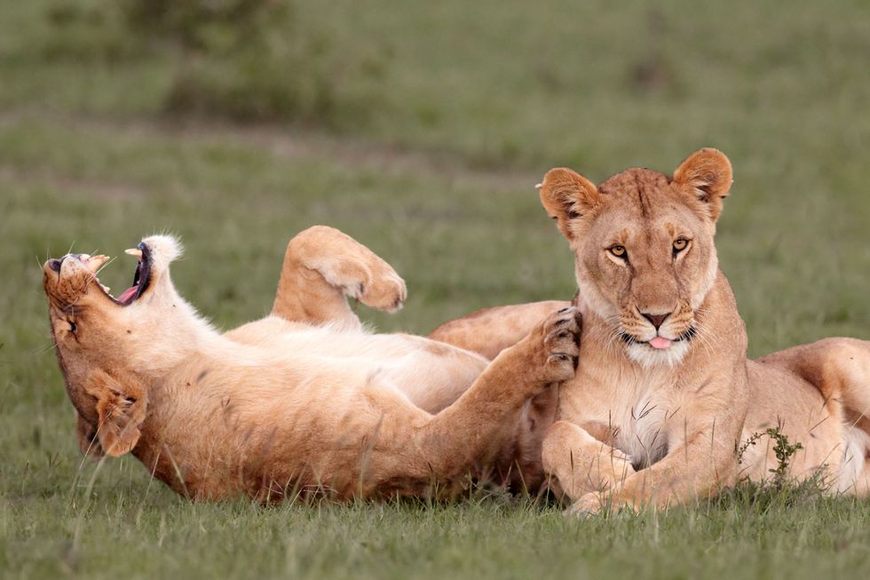 lions.jpg