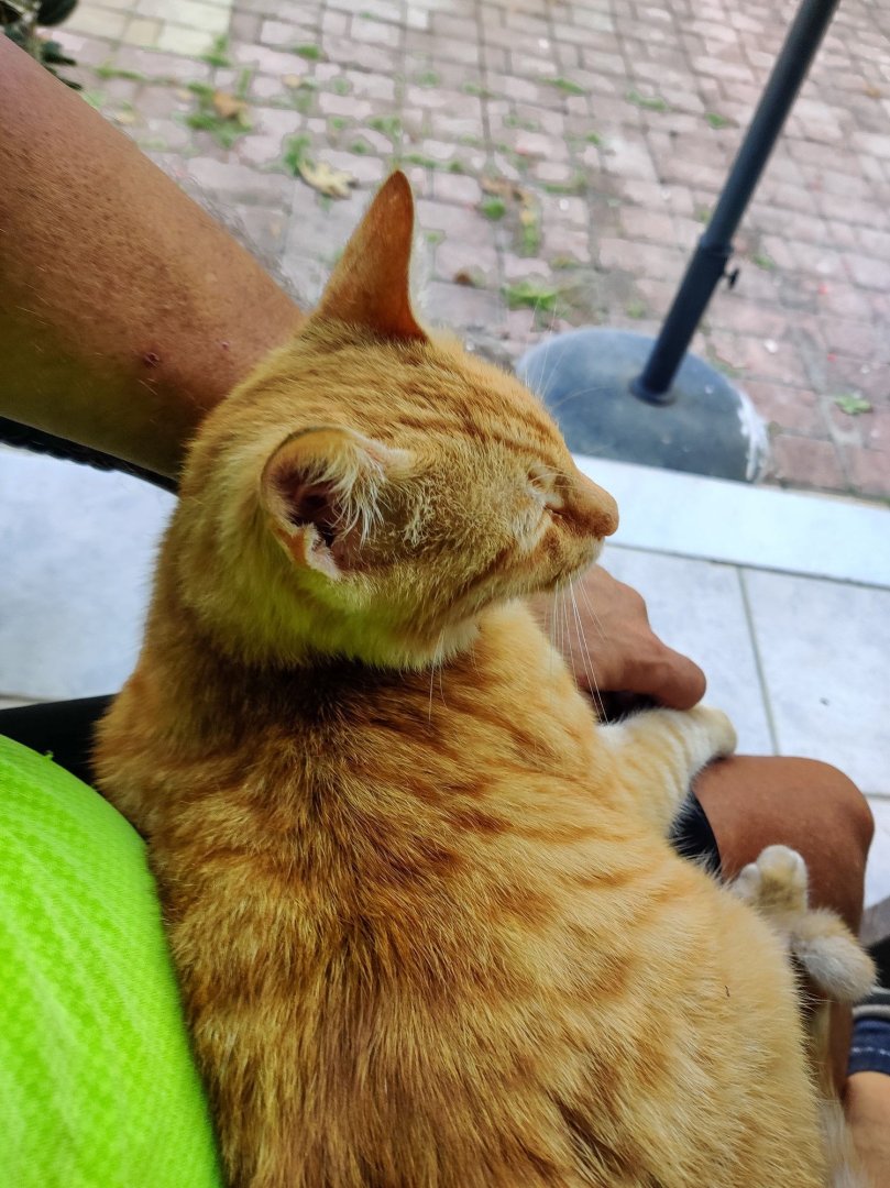 cat (1).jpg