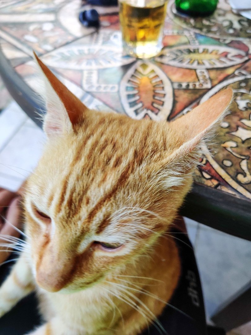 cat (4).jpg